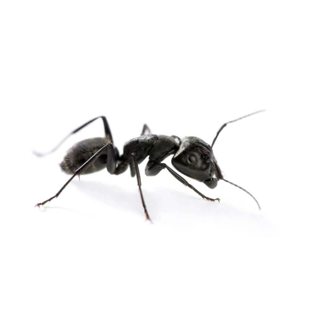 pest control for ant