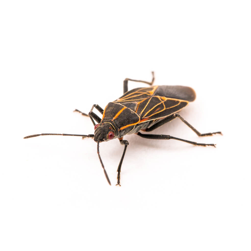 pest control for elder bug