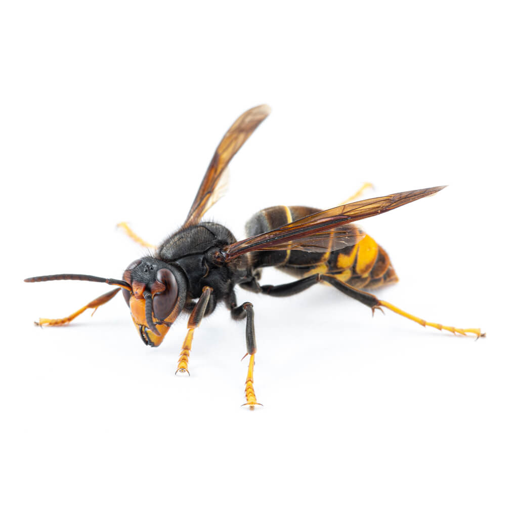 pest control for hornet